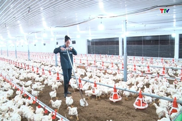 Ứng dụng khoa học - kỹ thuật nâng cao hiệu quả chăn nuôi tại xã Ngọc Trạo