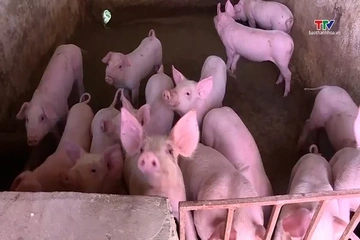 Giá lợn hơi giảm quanh mốc 69 nghìn đồng/kg