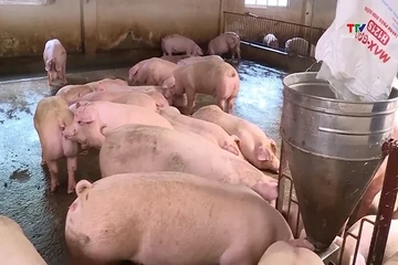 Giá lợn hơi giảm quanh mốc 69.000 đồng/kg