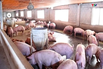 Giá lợn hơi giảm sâu dưới mốc 60.000 đồng/kg