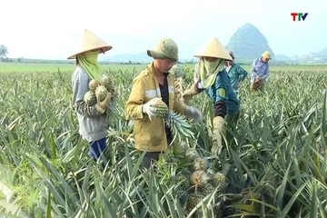 Giá dứa tăng kỷ lục 19 triệu đồng/tấn
