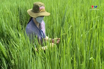 Chủ động phòng trừ sâu bệnh vụ Thu Mùa