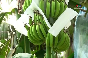 Rau quả Việt Nam xác lập những kỷ lục mới