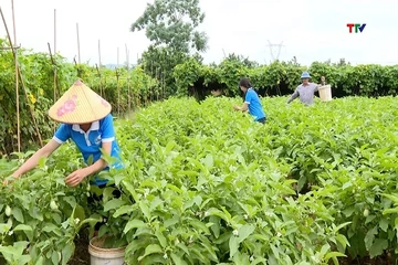 Hiệu quả Tổ hợp tác sản xuất rau an toàn Yên Định
