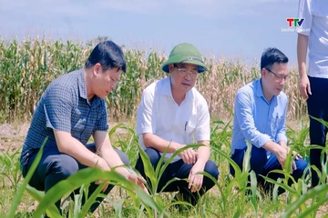 Thanh Hoá đẩy mạnh sản xuất vụ Thu Mùa, thực hiện mục tiêu tăng trưởng