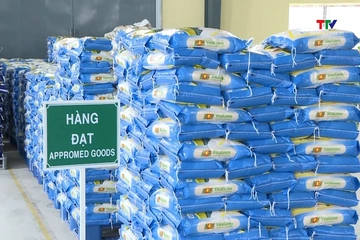 Gạo giữ nhịp xuất khẩu, lúa giữ giá tại ruộng