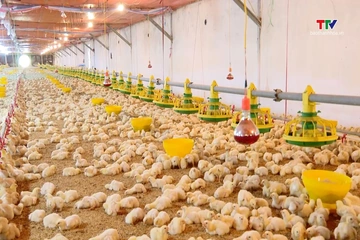 Xã Nga Thắng có 67 trang trại, gia trại chăn nuôi