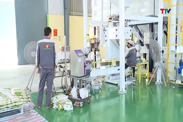 Thị trường gạo Việt Nam trước nhu cầu nhập khẩu của Philippines