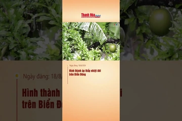 Hình thành áp thấp nhiệt đới trên Biển Đông