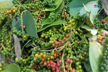 Hồ tiêu Việt Nam nâng cao chất lượng, phát triển bền vững