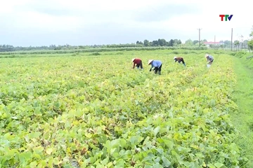 Tập trung chăm sóc cây trồng vụ Thu Mùa