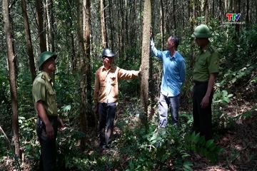 Liên kết phát triển rừng bền vững, nâng giá trị lâm sản