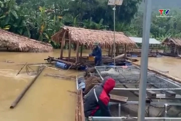 Nước sông Lò dâng cao, người nuôi cá lồng khẩn trương di dời lồng cá