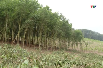 Thanh Hóa phát triển kinh tế tư nhân lĩnh vực nông nghiệp