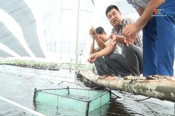 Hoằng Châu phát triển nuôi tôm theo hướng công nghệ cao