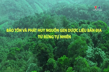 Phóng sự: Bảo tồn và phát huy nguồn gen dược liệu bản địa từ rừng tự nhiên