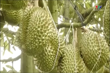 Xuất khẩu sầu riêng có thể mang về 4 tỷ USD trong năm 2026