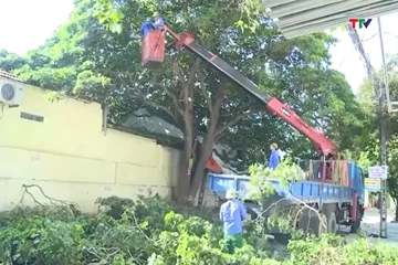 Chủ động đảm bảo an toàn cây xanh mùa mưa bão