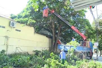 Chủ động đảm bảo an toàn cây xanh mùa mưa bão