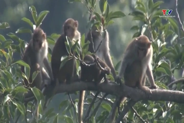 Trong lòng Pù Hu
