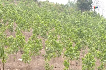 400.100 ha rừng tham gia cung ứng dịch vụ môi trường rừng