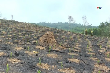 Thanh Hóa trồng mới 7.400ha rừng
