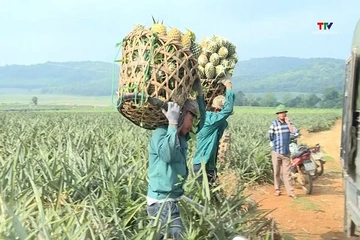Liên kết chặt chẽ giữa doanh nghiệp và người trồng dứa