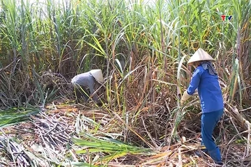 Giá đường tăng nhờ kiểm soát đường nhập lậu