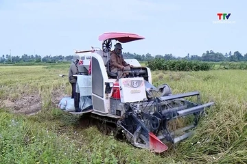 Thanh Hóa thu hoạch trên 20% diện tích lúa mùa
