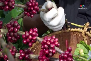 Ngành cà phê trước thềm vụ mới và triển vọng xuất khẩu