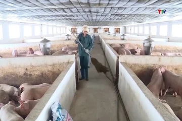 Giá lợn hơi trên cả nước ổn định đến tăng nhẹ
