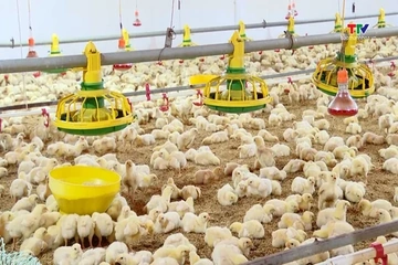 Phát triển chăn nuôi quy mô lớn, ứng dụng công nghệ cao