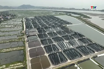 Thanh Hóa có hơn 300ha nuôi tôm ứng dụng công nghệ cao