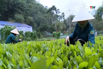 Trồng mới và trồng lại sau khai thác hơn 9.000ha rừng bằng cây nuôi cấy mô