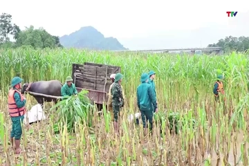 Xã Sao Vàng Nhiều diện tích lúa, hoa màu bị ngập úng