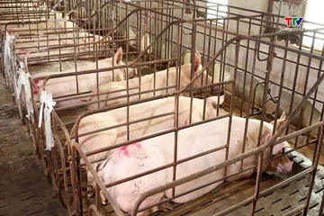 Giá lợn hơi tại một số địa phương miền Bắc và miền Trung tiếp tục giảm