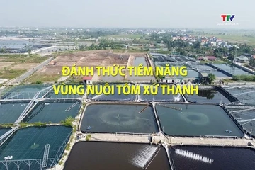 Phóng sự: Đánh thức tiềm năng vùng nuôi tôm xứ Thanh