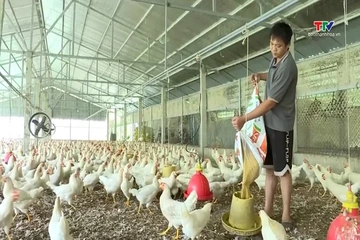 Thu hút hơn 17.600 tỷ đồng đầu tư các dự án chăn nuôi quy mô lớn
