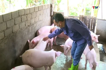 Thanh Hóa tăng cường tiêm phòng vắc xin đợt 2 cho đàn vật nuôi