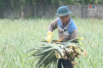 Nâng tầm giá trị cho cây dứa Ngọc Liên