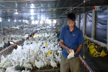 Khẩn trương vệ sinh chuồng trại phòng chống dịch bệnh cho gia súc, gia cầm sau mưa, bão