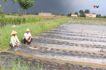 Tập trung khôi phục và sản xuất vụ Đông sau mưa lũ