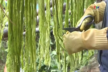 Nâng tầm giá trị cho cây dứa Ngọc Liên