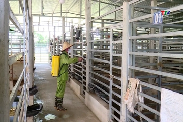 Nông Cống khắc phục thiệt hại chăn nuôi sau bão lũ.