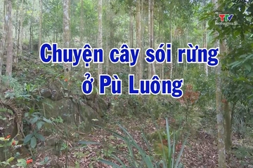 Ký sự miền sơn cước: Chuyện cây sói rừng ở Pù Luông