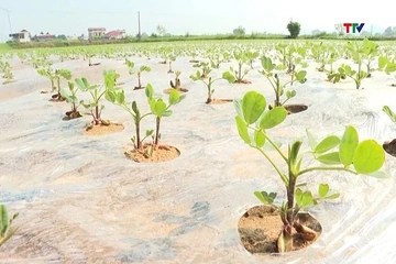 Khôi phục sản xuất rau màu sau mưa lũ