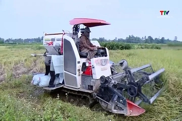 Đẩy nhanh thu hoạch vụ Thu mùa, gieo trồng vụ Đông