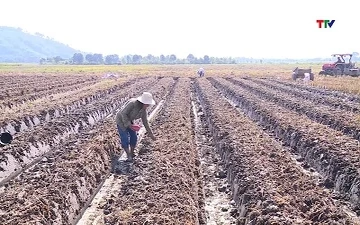 Đẩy nhanh thu hoạch vụ Thu mùa, gieo trồng vụ Đông