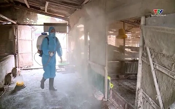 Tăng cường phòng chống dịch bệnh trên đàn vật nuôi