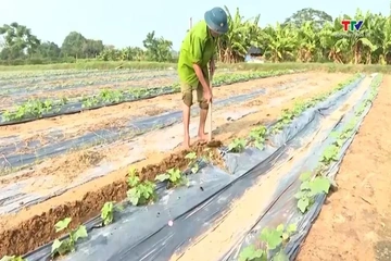 Khôi phục sản xuất rau màu sau mưa lũ